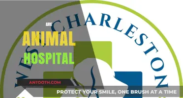 Are Animal Hospitals Essential for Pet Health and Wellness?