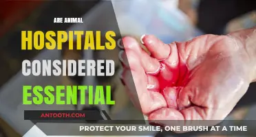 Are Animal Hospitals Essential Services? Exploring Their Critical Role