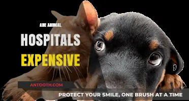 Are Animal Hospitals Expensive? Uncovering the Costs of Pet Care