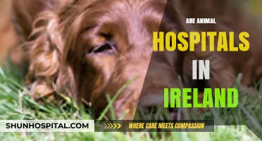 Exploring Ireland's Animal Hospitals: Services, Locations, and Care Standards