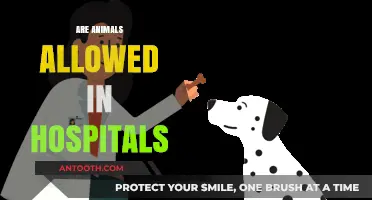 Can Pets Visit Patients? Hospital Animal Policies Explained