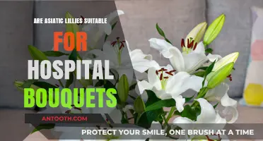 Asiatic Lilies: Perfect Hospital Gifts?
