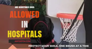 Healing Paws: The Role of Assistance Dogs in Hospitals