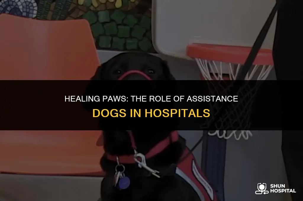 are assistance dogs allowed in hospitals