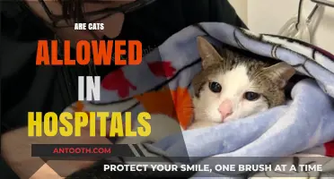 Can Cats Visit Hospitals? Exploring Pet Policies and Patient Benefits