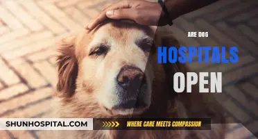 Are Dog Hospitals Open? Essential Info for Pet Owners