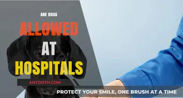 Can Dogs Visit Hospitals? Pet Policies and Patient Benefits Explained