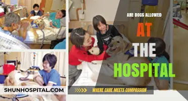 Canine Companions: Are Dogs Allowed in Hospitals?