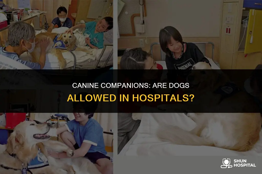 are dogs allowed at the hospital