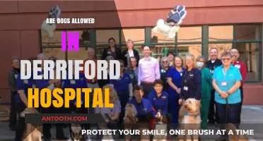 Canine Companions: Are Dogs Welcome at Derriford Hospital?
