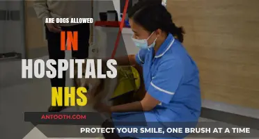 Canine Companions: Exploring NHS Hospital Policies on Dogs