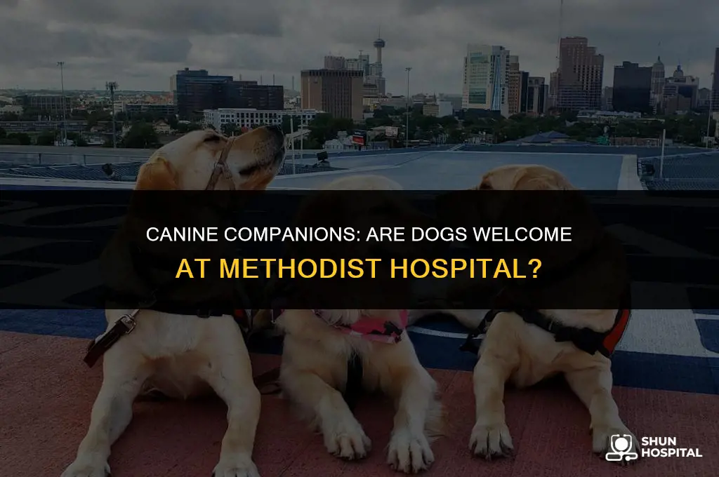 are dogs allowed in methodist hospital