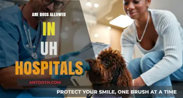 Canine Companions: Exploring Dog Visitation Policies in Hospitals