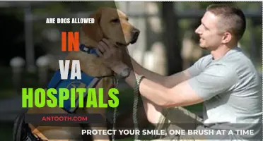 Canine Companions: Are Dogs Allowed in VA Hospitals?