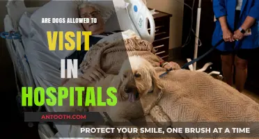 Canine Hospital Visits: Are Dogs Allowed?