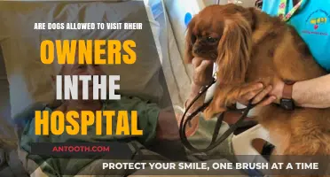 Can Dogs Visit Owners in the Hospital? Pet Policies Explained