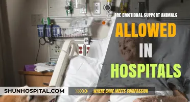 Emotional Support Animals: Are They Allowed in Hospitals?