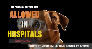 Emotional Support Dogs in Hospitals: What's the Policy?