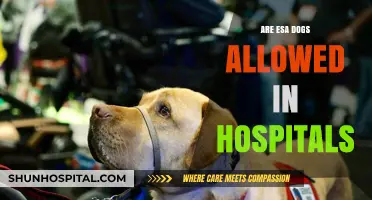 Healing Paws: The Role of ESA Dogs in Hospital Settings