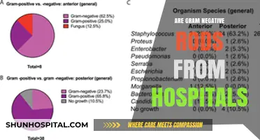 Unraveling the Mystery: Are Gram-Negative Rods Lurking in Hospitals?