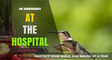 Hummingbirds at the Hospital: Unlikely Visitors or Healing Companions?