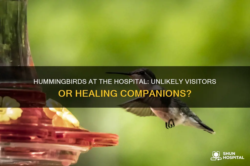 are hummingbirds at the hospital