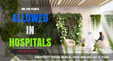 Bringing Life to Healing Spaces: The Debate on Live Plants in Hospitals