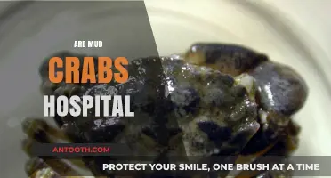 Are Mud Crabs Hospital? Unraveling the Myth and Reality