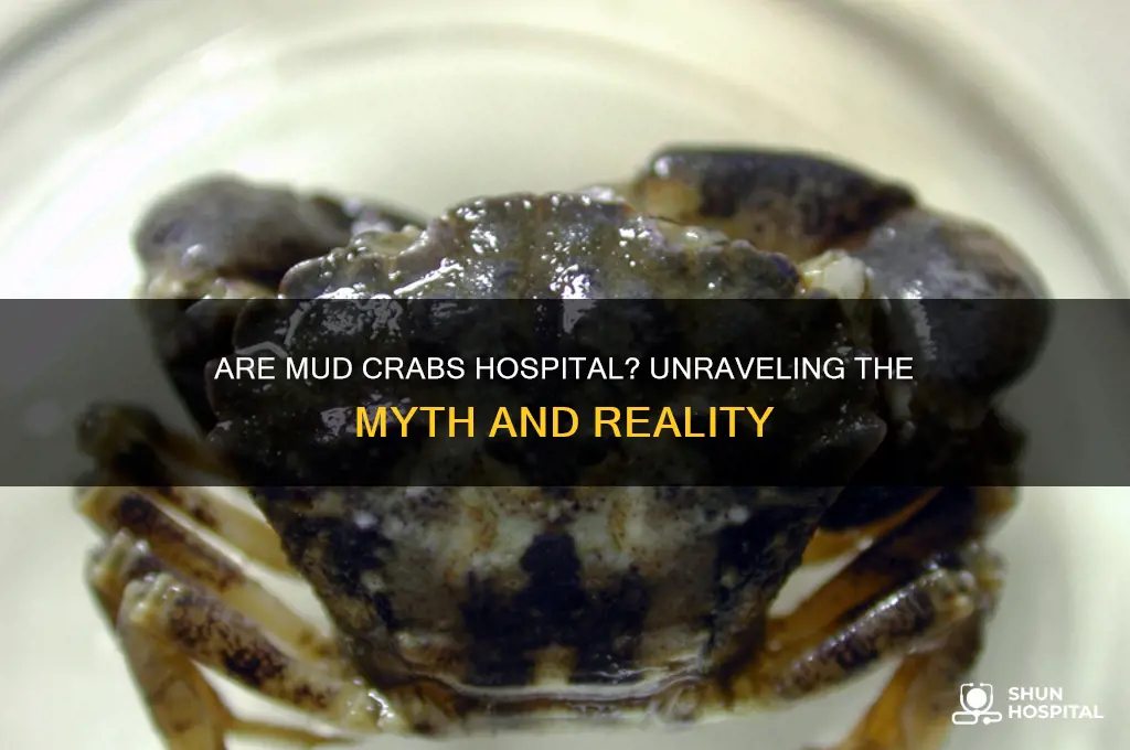 are mud crabs hospital