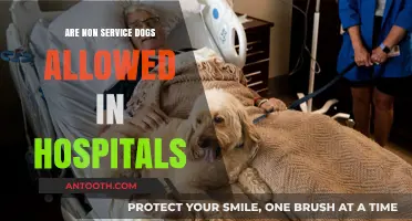 Hospital Access: Service Dogs vs. Pets