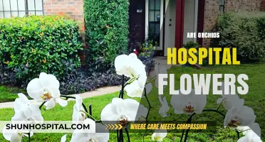 Are Orchids Hospital Flowers? Unraveling the Myth and Meaning