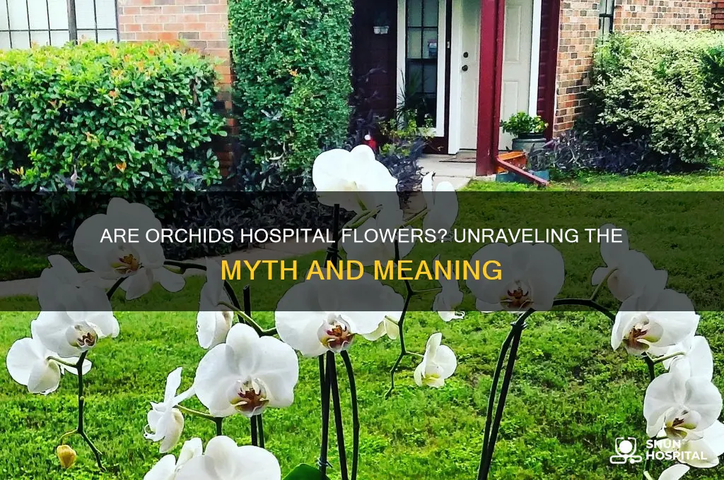 are orchids hospital flowers