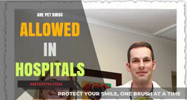 Feathered Friends in Healing Spaces: Are Pet Birds Allowed in Hospitals?