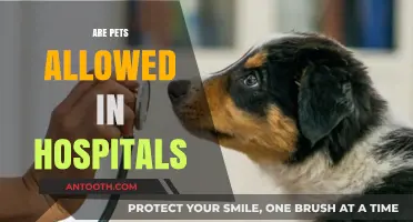 Can Pets Visit Hospitals? Exploring Policies and Benefits for Patients