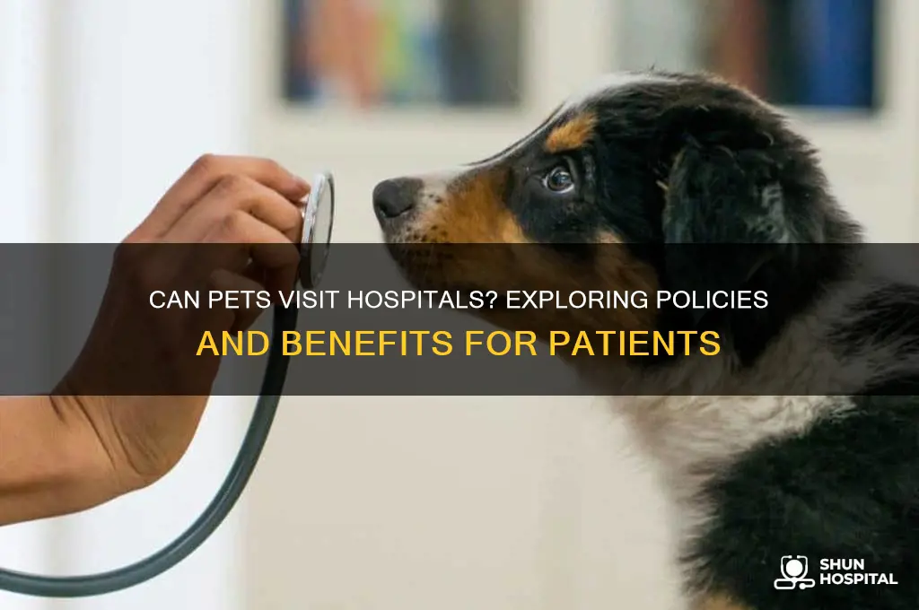 are pets allowed in hospitals