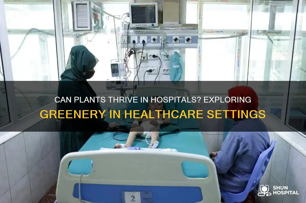 are plants allowed in hospitals