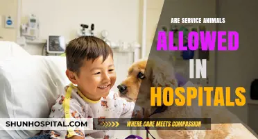 Service Animals in Hospitals: Rights, Regulations, and Realities