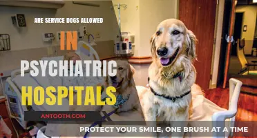 Service Dogs in Psychiatric Hospitals: What's the Policy?