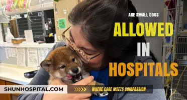 Can Small Dogs Visit Hospitals? A Guide to Pet-Friendly Policies