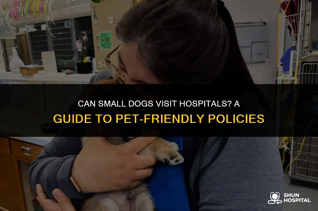 are small dogs allowed in hospitals