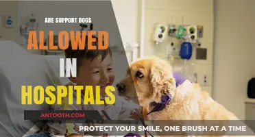 Exploring Hospital Policies on Support Dogs: A Comprehensive Guide