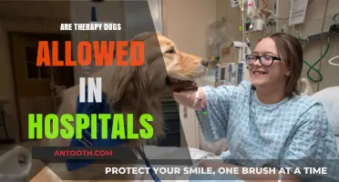 Healing Paws: The Role of Therapy Dogs in Hospital Settings