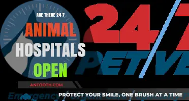 Animal Emergencies: 24/7 Hospitals Offer Peace of Mind