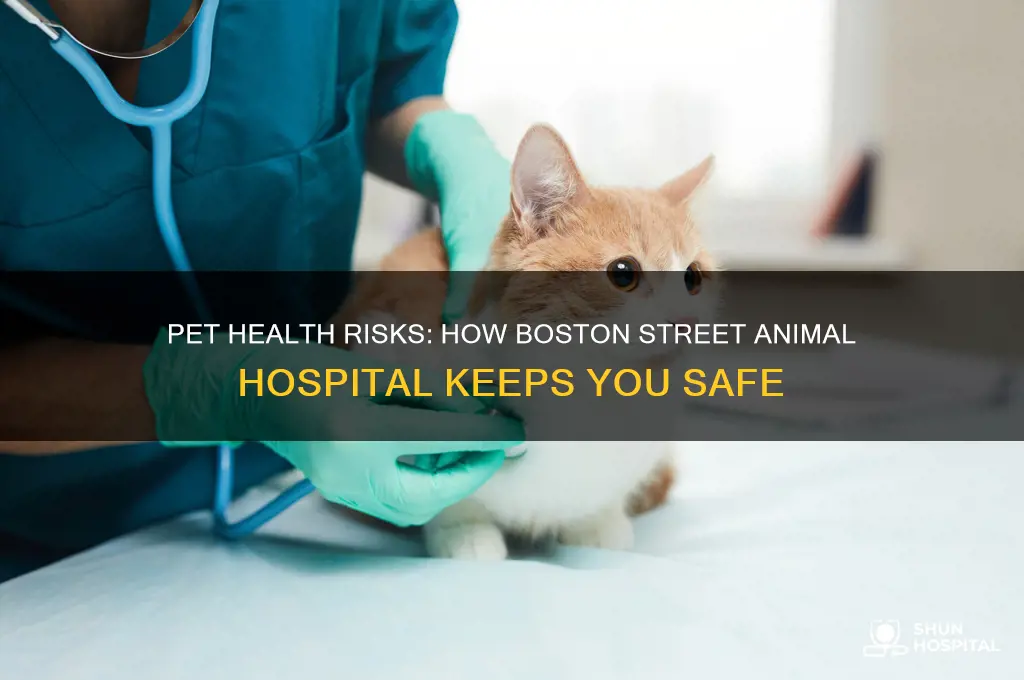 could your pet make you sick boston street animal hospital