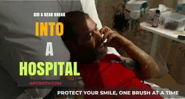 Bear Breaks into Hospital: Unlikely Intruder Alert!