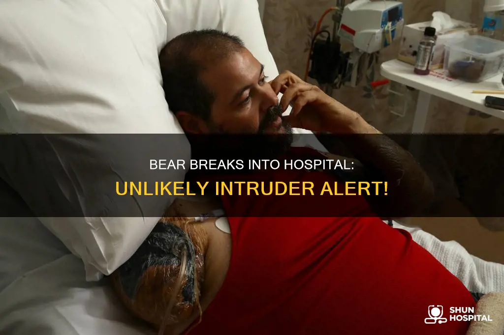 did a bear break into a hospital