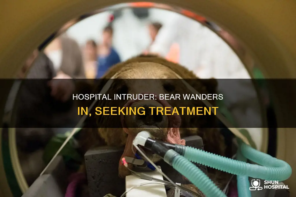 did a bear walk into a hospital