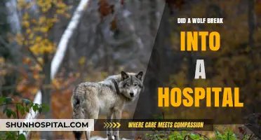 Wolf Intruder: Hospital Security Breach