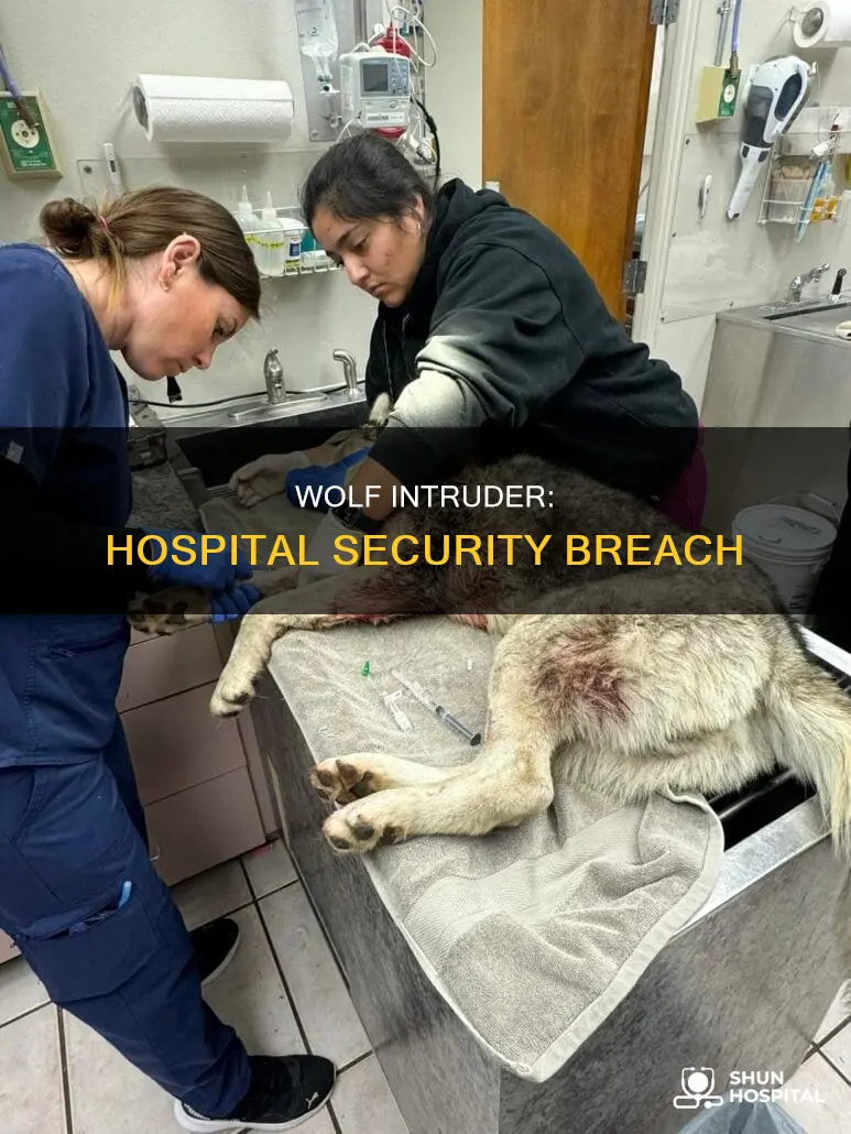 did a wolf break into a hospital