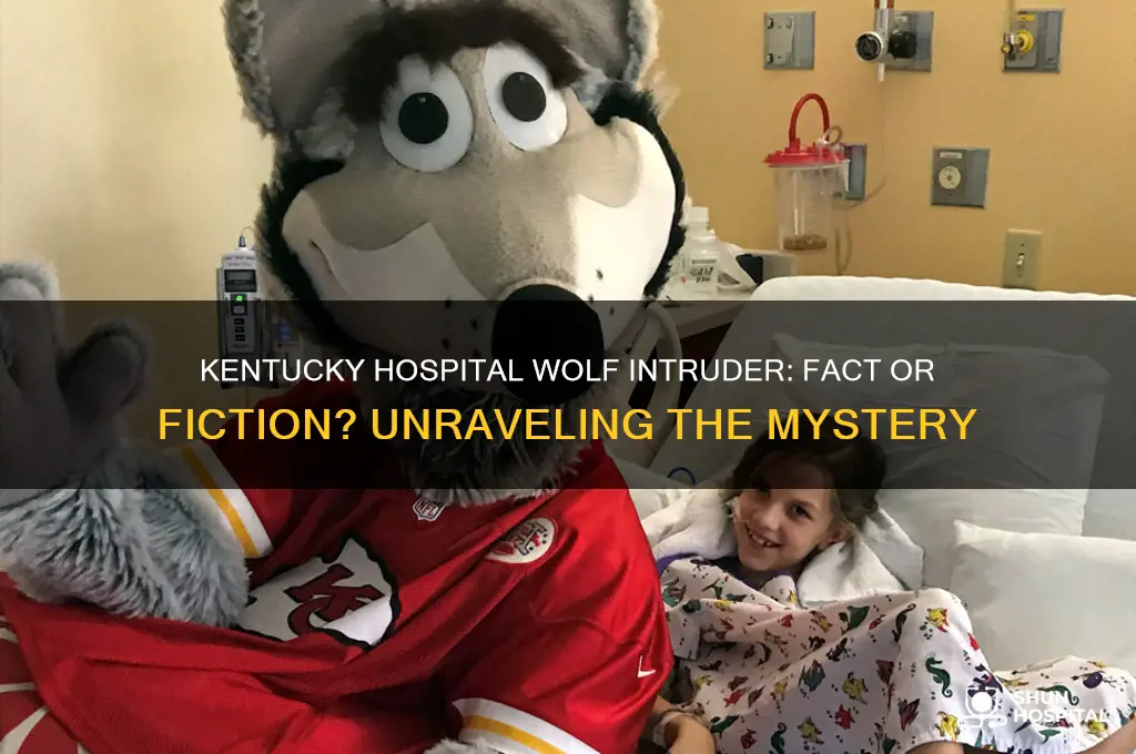 did a wolf break into the hospital in kentucky